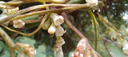 giant dodder (Cuscuta reflexa)