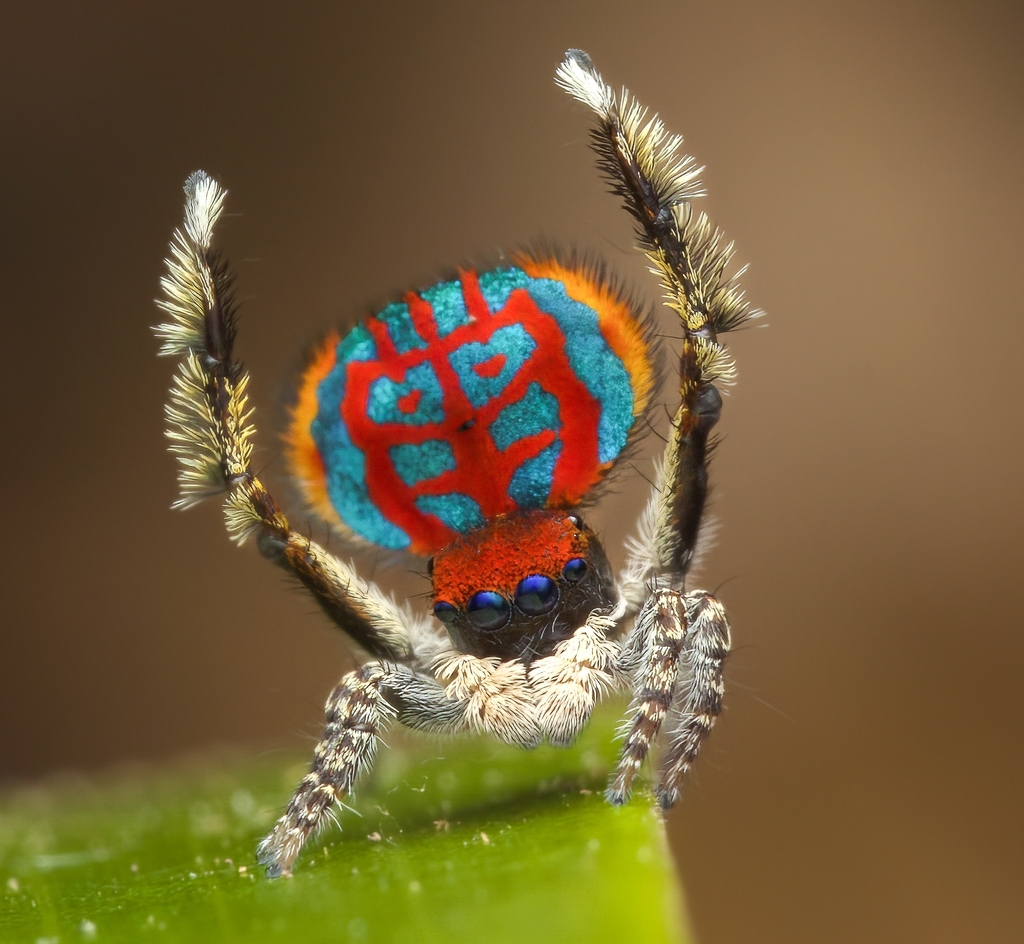 Peacock Spiders