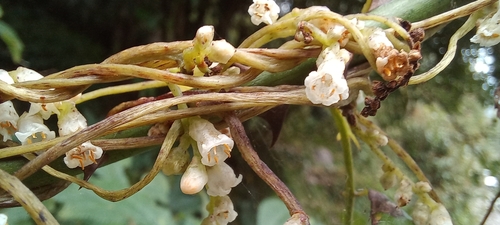 Cuscuta reflexa, photograph 1
