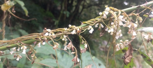 Cuscuta reflexa, photograph 2