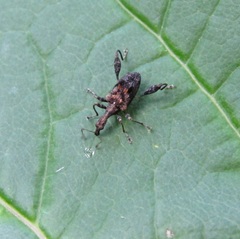 Stephanorhynchus lawsoni