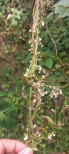 Cuscuta reflexa, photograph 3