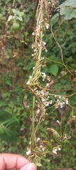 (c) Ramnarayan K, some rights reserved (CC BY) Cuscuta reflexa, photograph (c) Ramnarayan K, some rights reserved (CC BY)