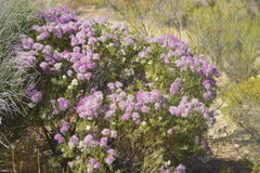 Verticordia monadelpha