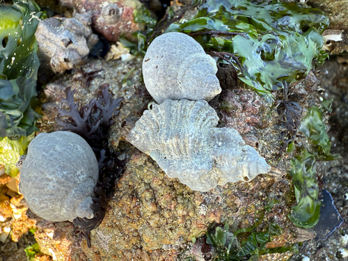 Ocenebra erinaceus