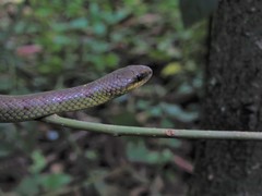 Mastigodryas pulchriceps