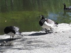 Branta leucopsis