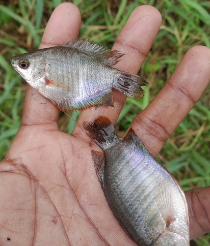 Banded gourami (Trichogaster fasciata) — Osphronemidae — 2