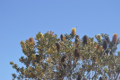 Banksia sceptrum