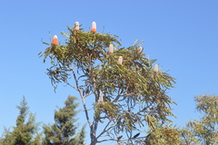 Banksia prionotes