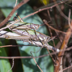 Coryacris angustipennis