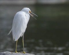 Egretta thula