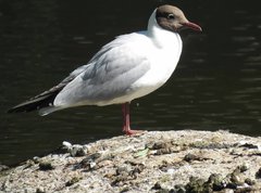 Chroicocephalus ridibundus