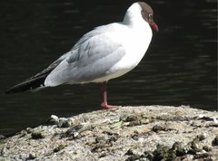 Chroicocephalus ridibundus