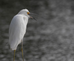 Egretta thula