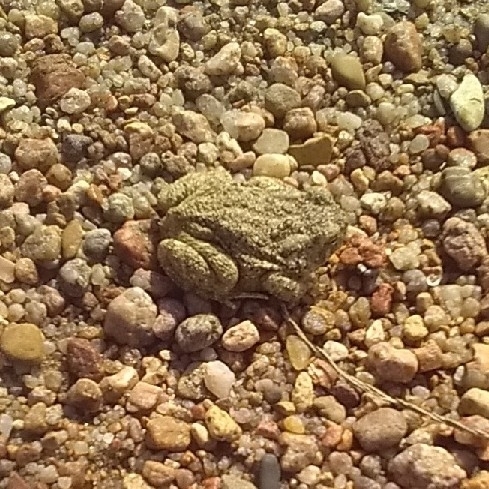 Woodhouse's Toad