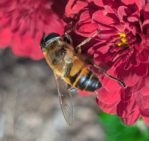 Unknown species found near Windham County, US-VT, US