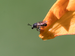 Cerotainia