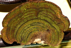 Trametes variegata