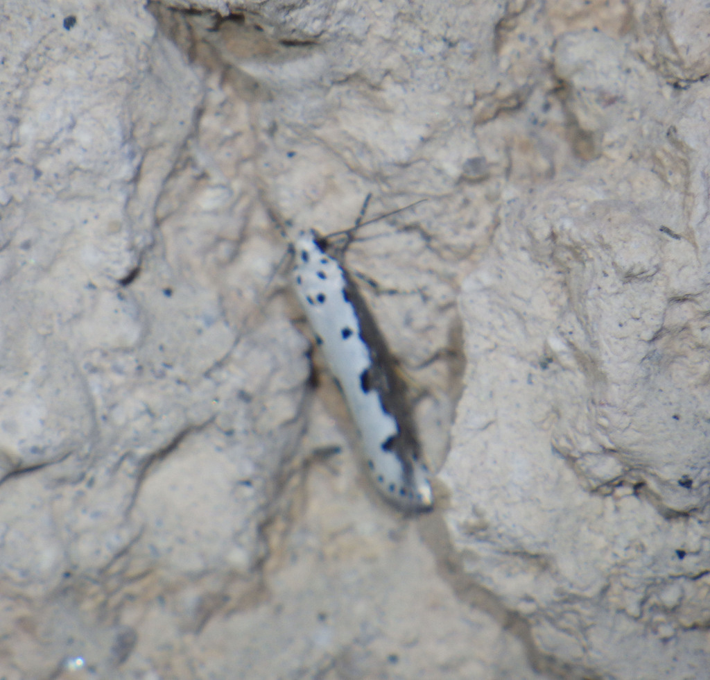 Ethmia iranella