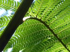 Cyathea macarthurii