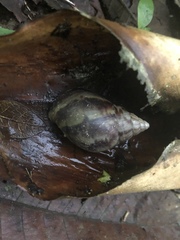 Lissachatina fulica