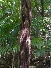 Cyathea macarthurii