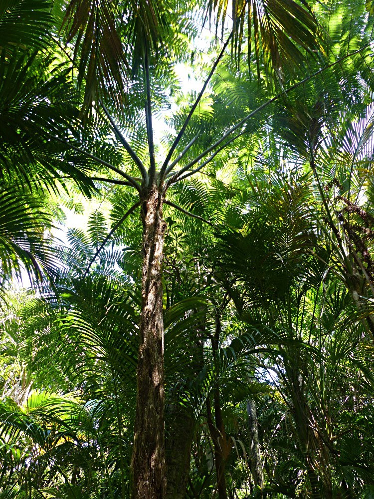 Cyathea macarthurii
