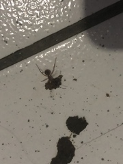 Camponotus