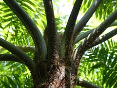 Cyathea macarthurii