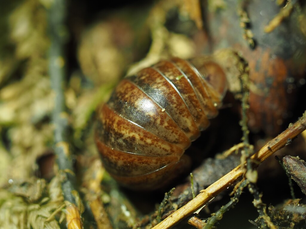 Loboglomeris rugifera