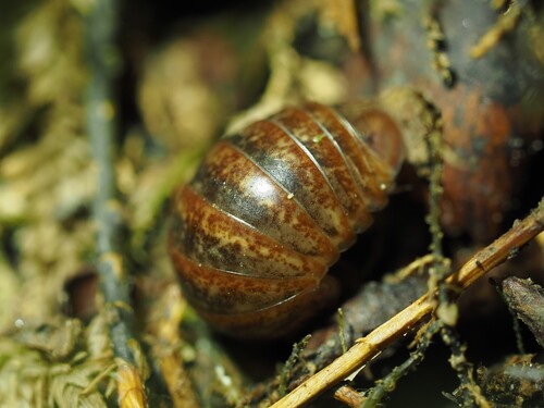 Loboglomeris rugifera