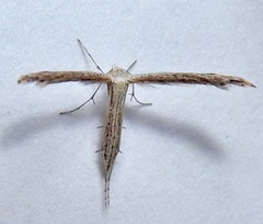 Lioptilodes albistriolatus