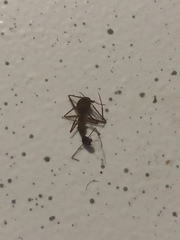 Camponotus