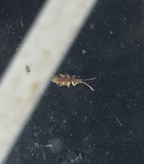 Insecta