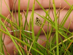 Carex norvegica