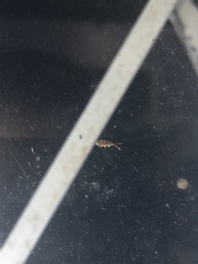 Insecta