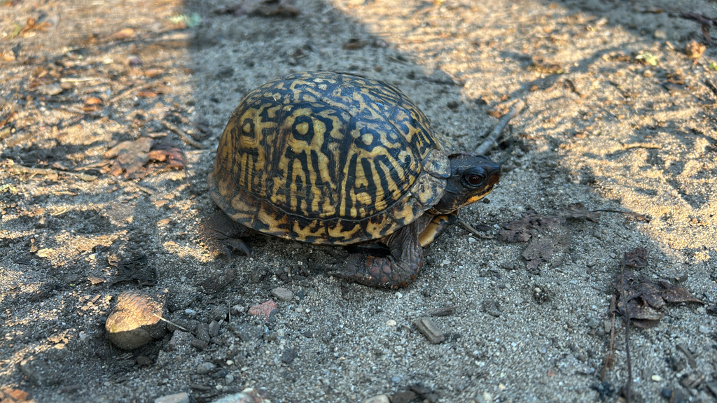 Eastern Box Turtle in October 2025 by jeremyismydog · iNaturalist
