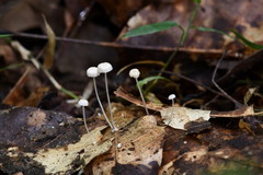 Mycena guzmanii