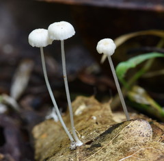 Mycena guzmanii