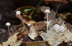 Mycena guzmanii