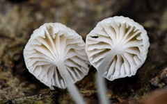 Mycena guzmanii