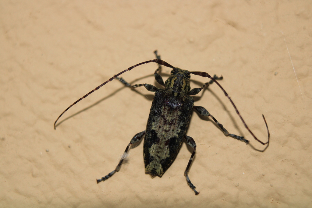Nealcidion antonellum