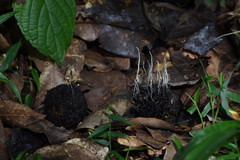 Xylaria liquidambar