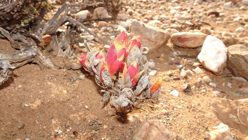 Namaqua Skeletonfig (Mesembryanthemum tortuosum)