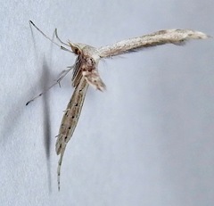 Lioptilodes albistriolatus