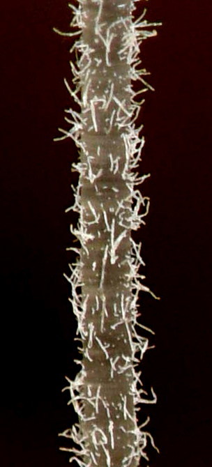 Mycena chloroxantha var. chloroxantha image