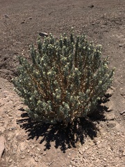 Huidobria fruticosa