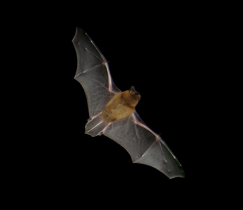 Common Pipistrelle