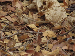 Stenocercus iridescens